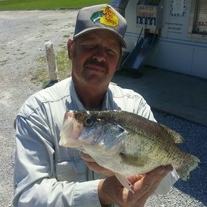 Meet your Posher, Donald